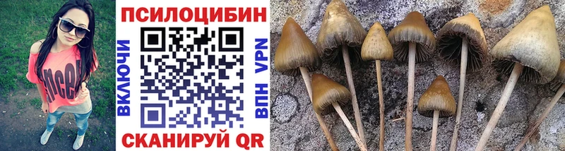 Псилоцибиновые грибы Psilocybine cubensis  Невельск 